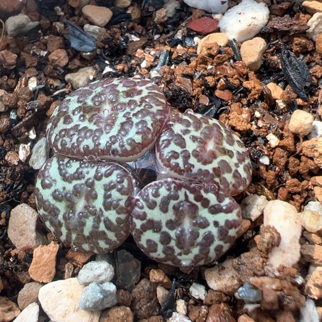 88多肉植物百科安贞