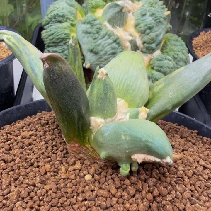 龙形外星怒锦天花板苗