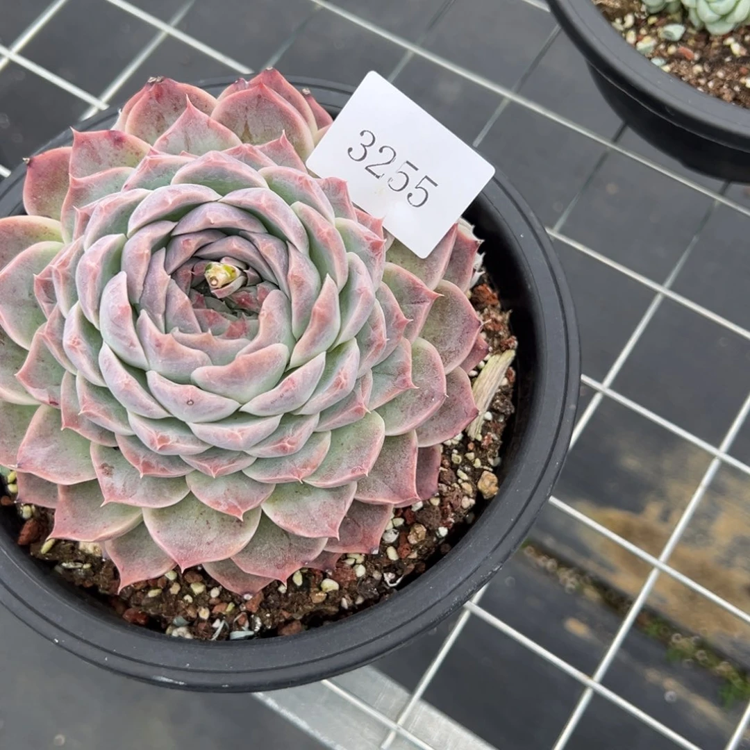 飘**雪3255多肉多多多多