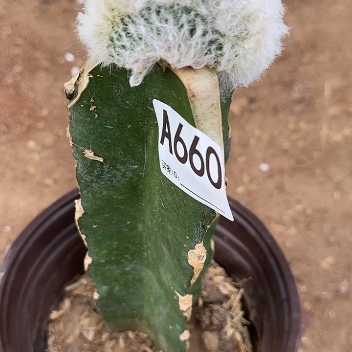 无花朵嫁接老乐缀化660