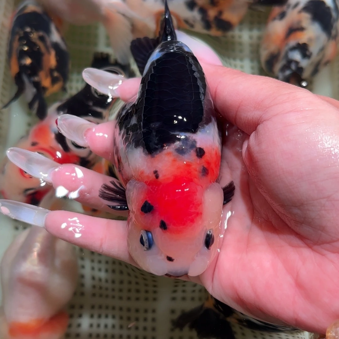 T***.金鱼拍包装包邮不拍包装运费到付