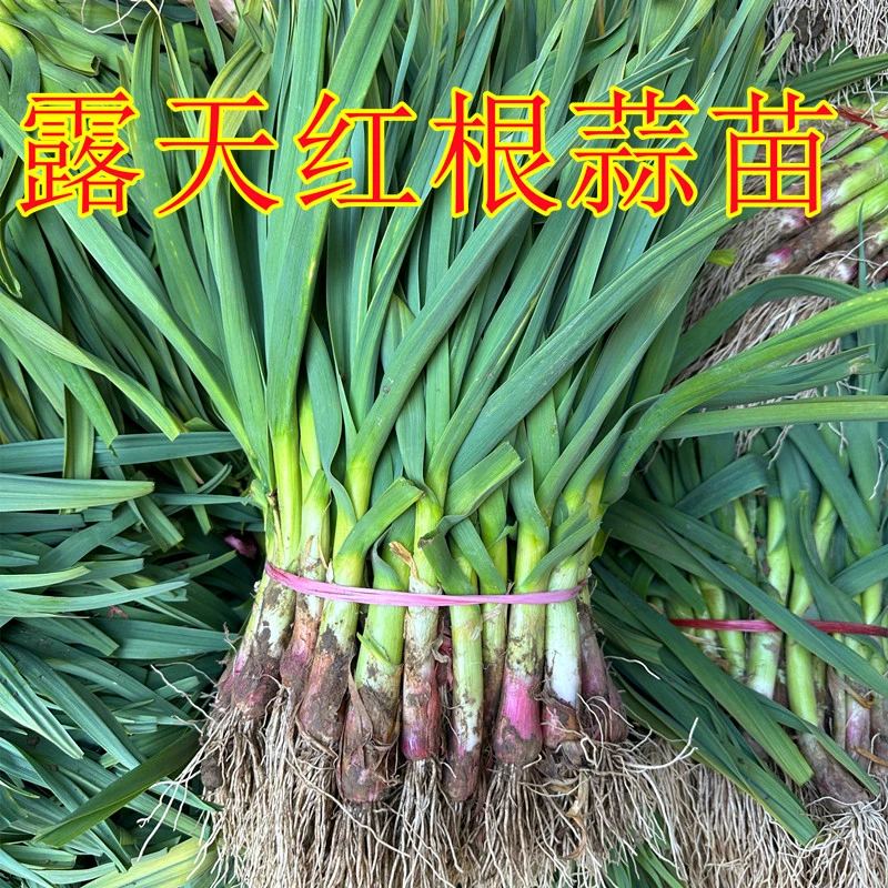 苏北现挖蒜苗农家自种蔬菜苗现挖蒜苗美现挖新鲜红根蒜苗3斤5斤