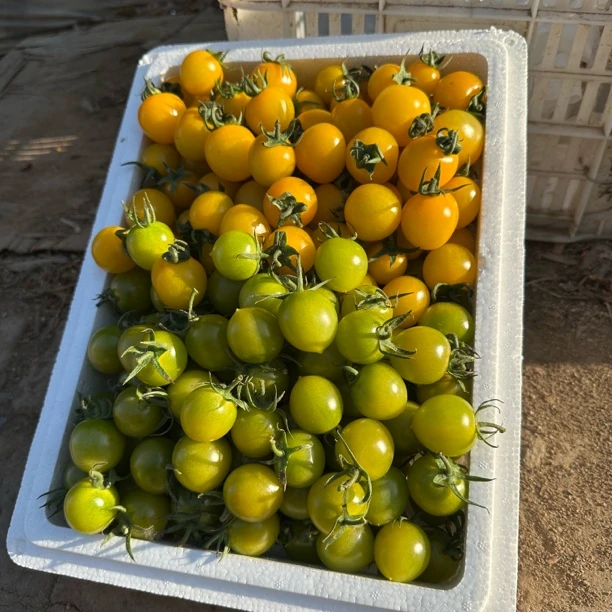 【青甜迷恋】爆汁小番茄产地直发新鲜采摘源头发货颗颗爆汁