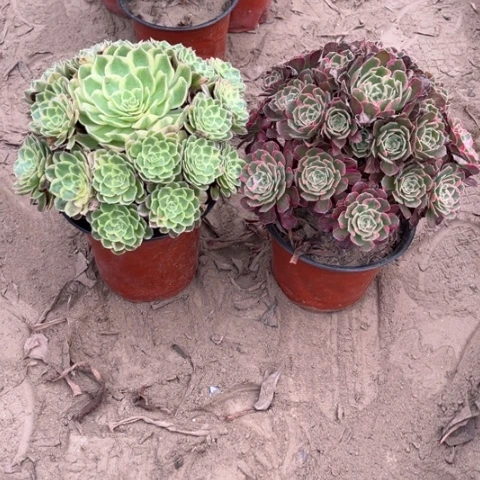 051多肉植物组合，