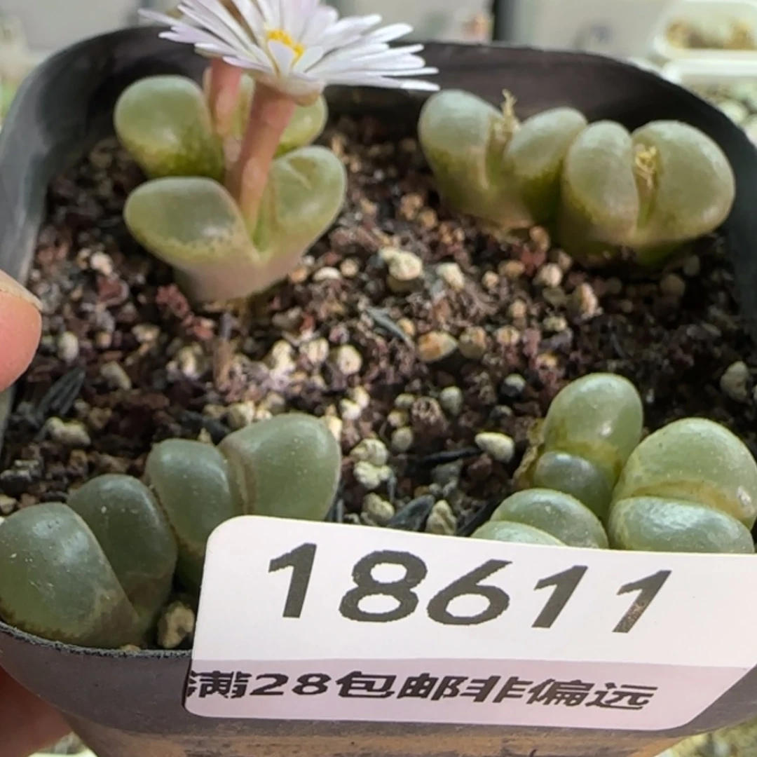 【闪购商品】?****i18611
