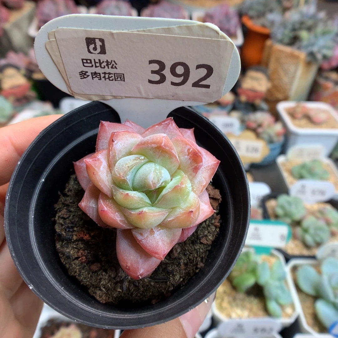 392粉钻石化多肉植物