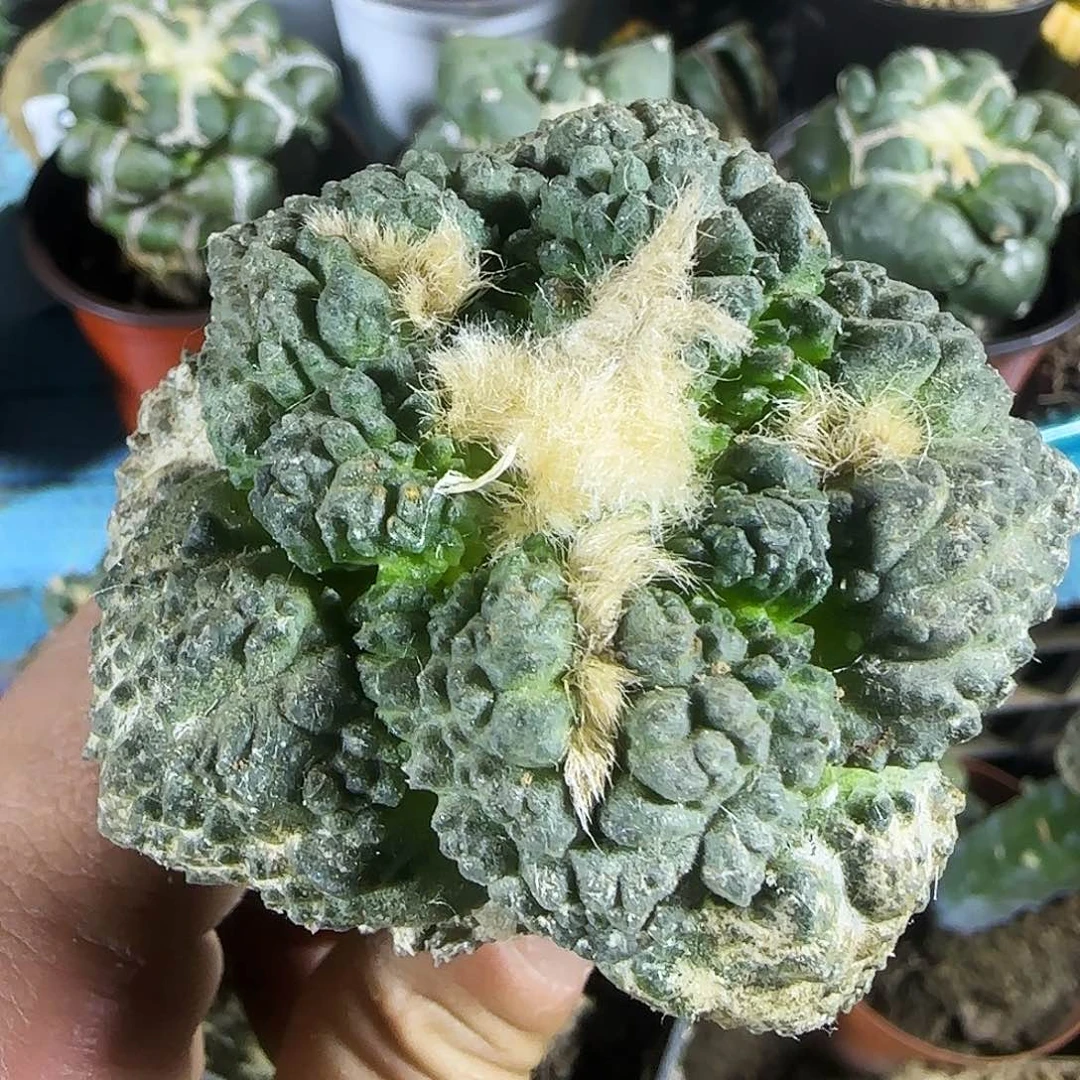 龟甲172仙人球开花
