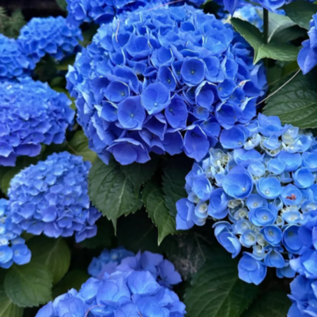 [晴天大]云南精品盆栽大秀球