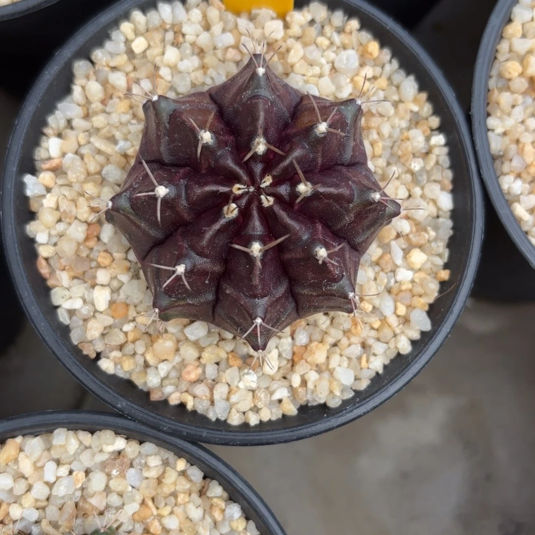 87-1223泰国发货多肉