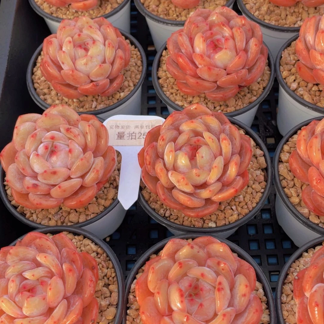 量拍25号 全状态冰透仙女橙单头一个