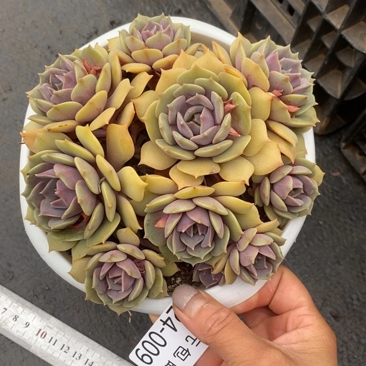 夏悦多肉0524-9紫姬