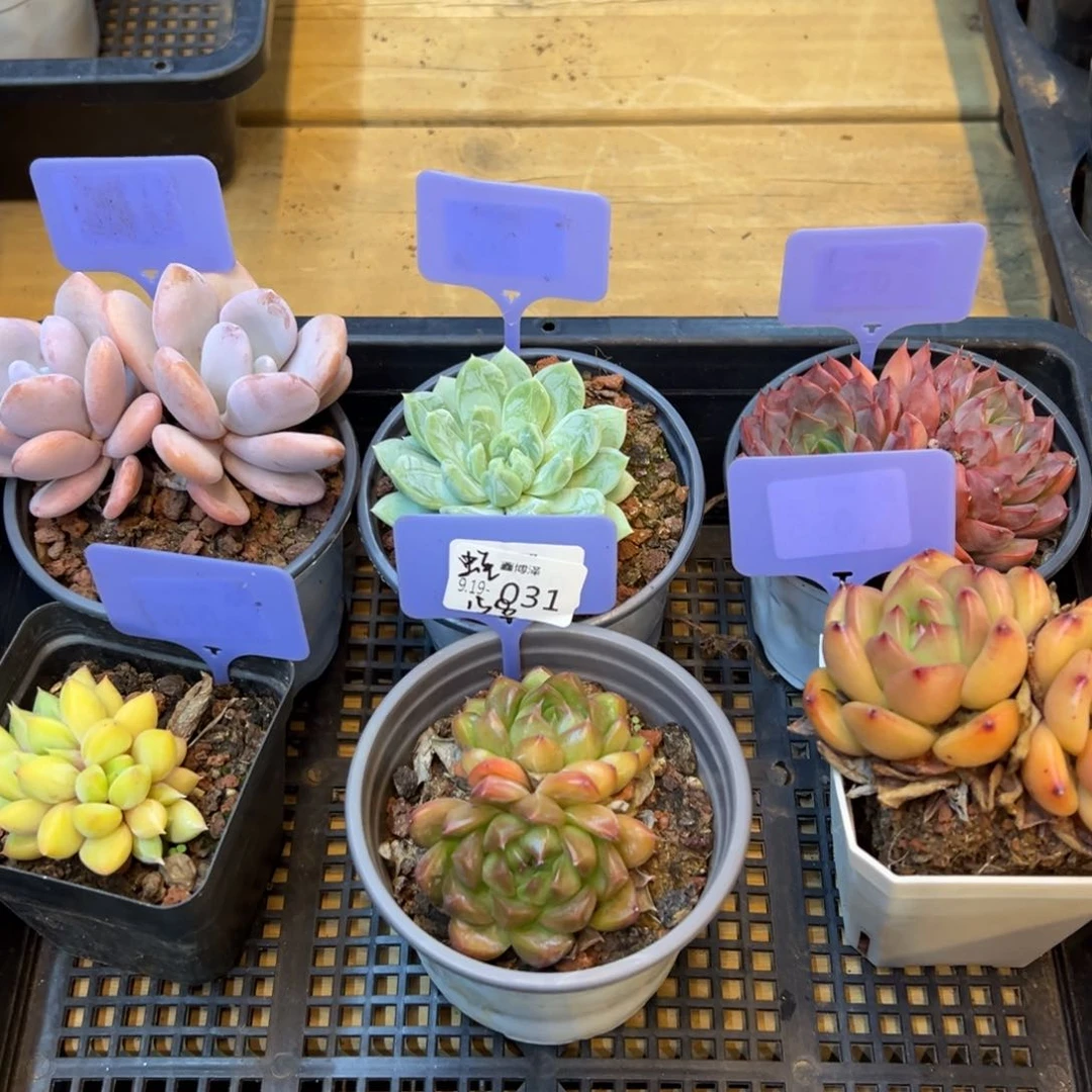 爱****蛙定向9.19-031 一筐 6颗