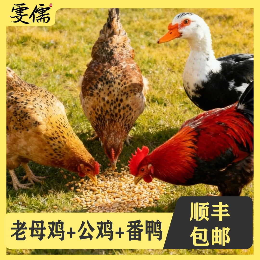【娟娟1】2只2年母鸡+1只大公鸡+赠一只番鸭组合装4只净重11斤