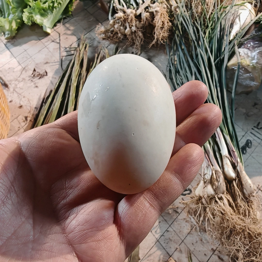 农家散养鸭土鸭蛋