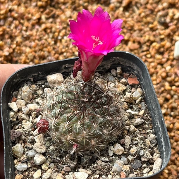 进口品种深粉沟宝山实生球3cm