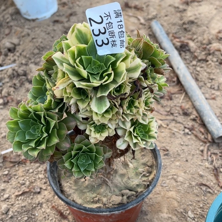 233五彩琉璃小手捧2