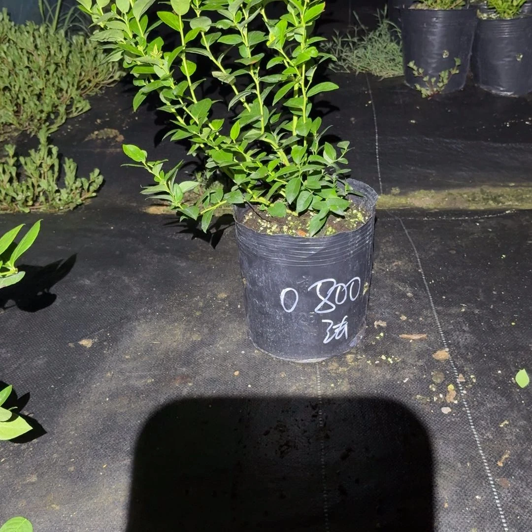 奥***妹大钵法新一物一拍0800