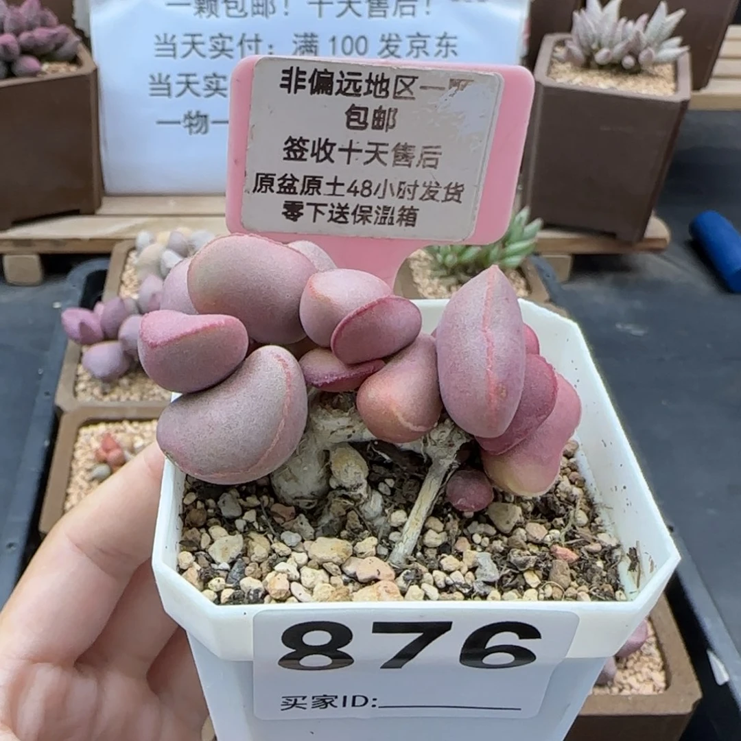 876白肌红蛋微瑕