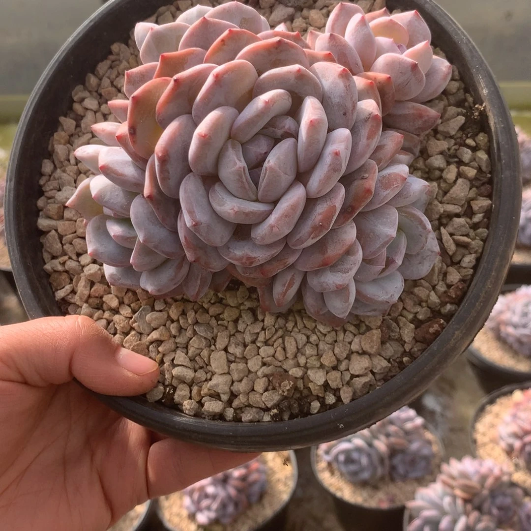 无花朵哈哈哈哈哈哈哈哈20