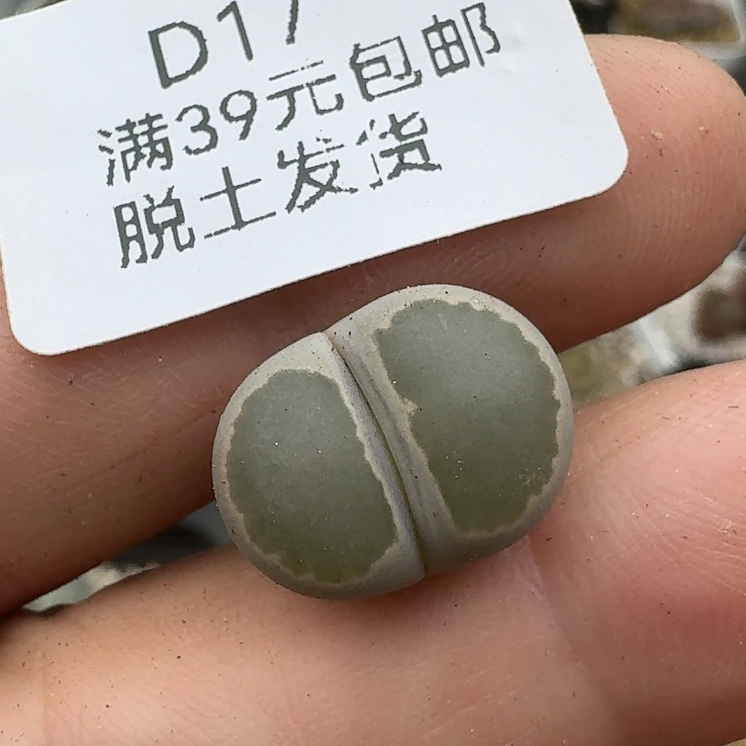燕***爷17多肉哈哈哈哈哈哈哈