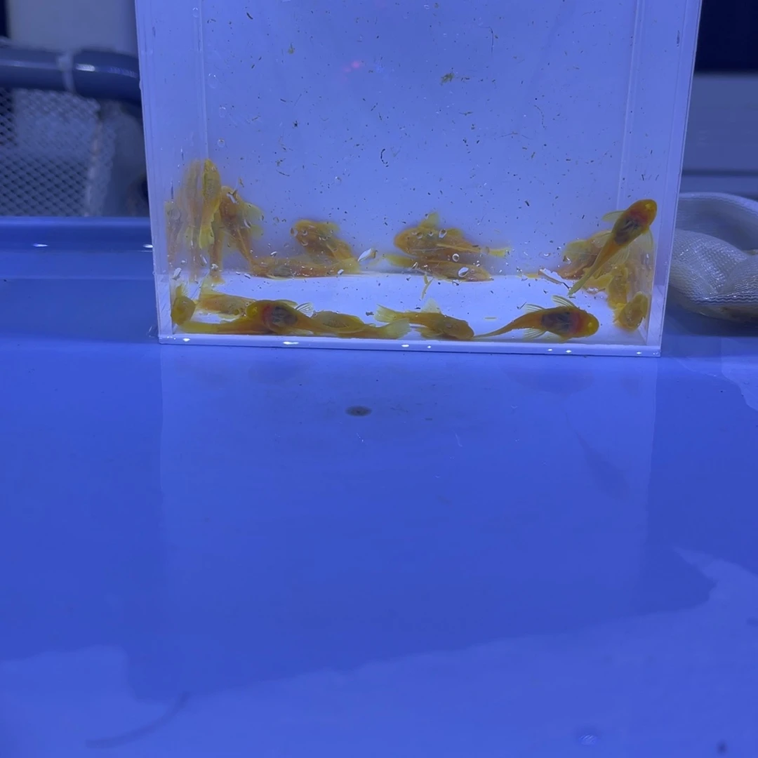 孔雀鱼胡子20条开箱视频报损