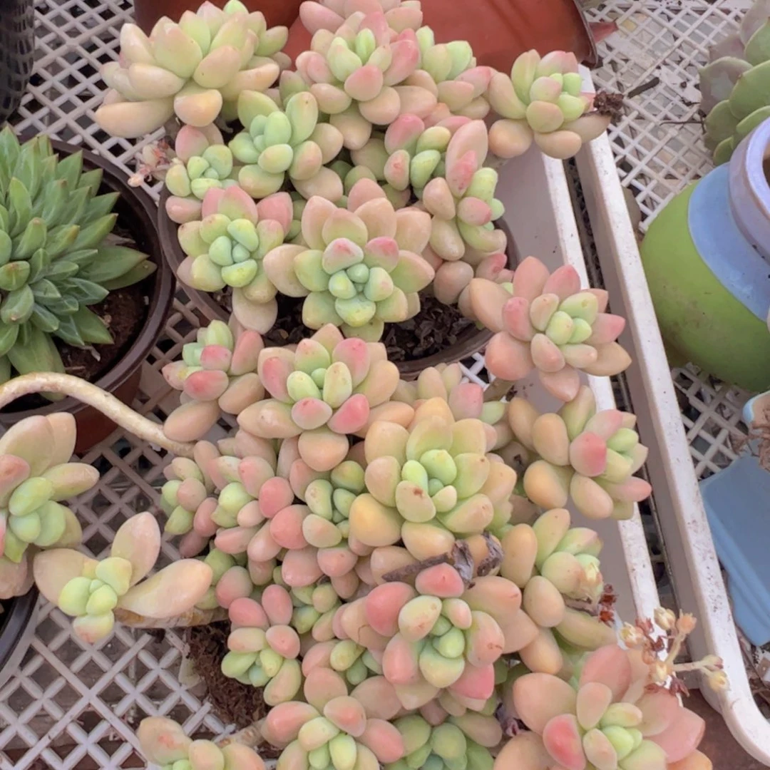 奶酪蛋糕整桩两盆，120杯