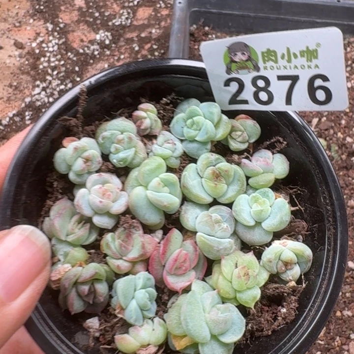 多肉植物多肉植物