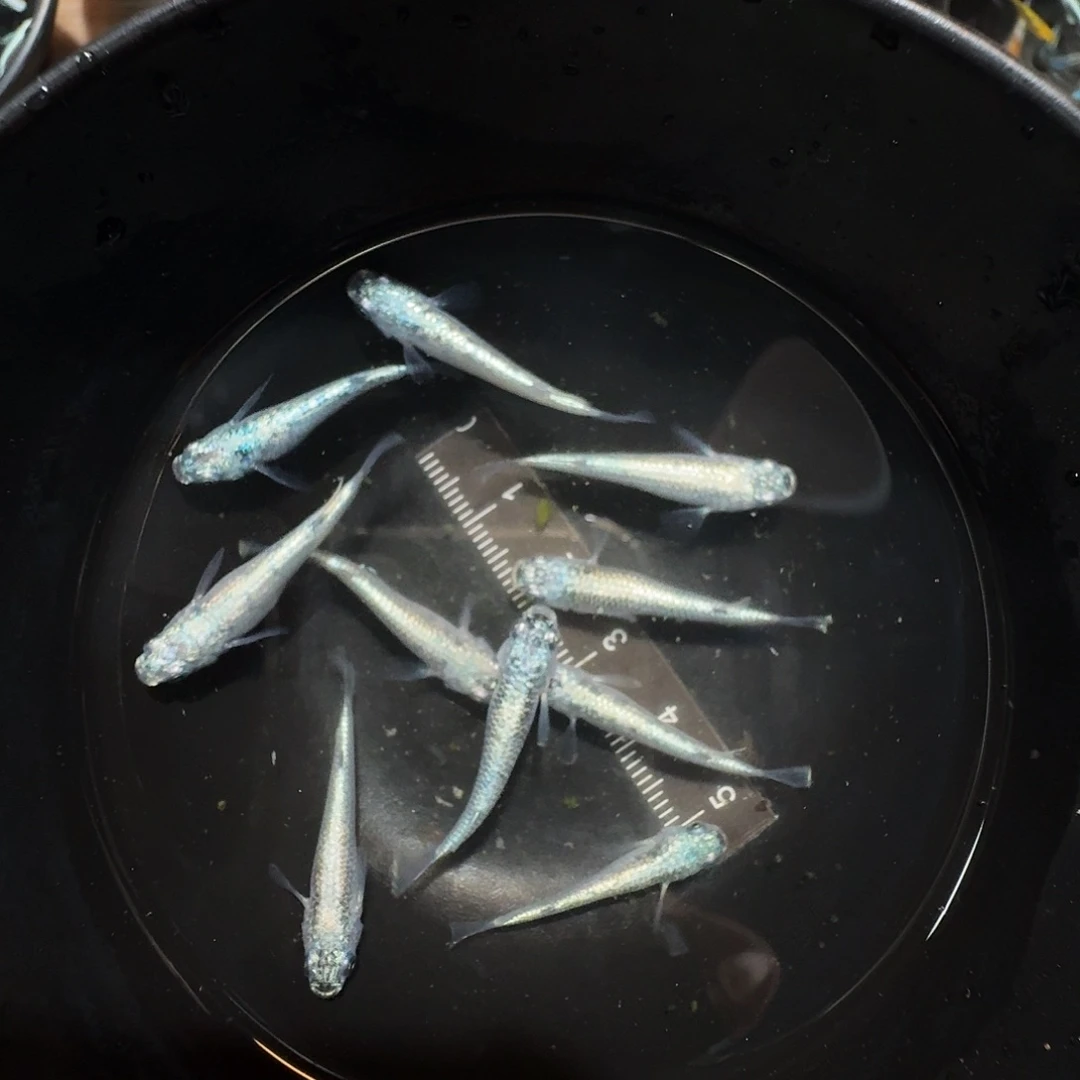 青鳉鱼机械春一碗