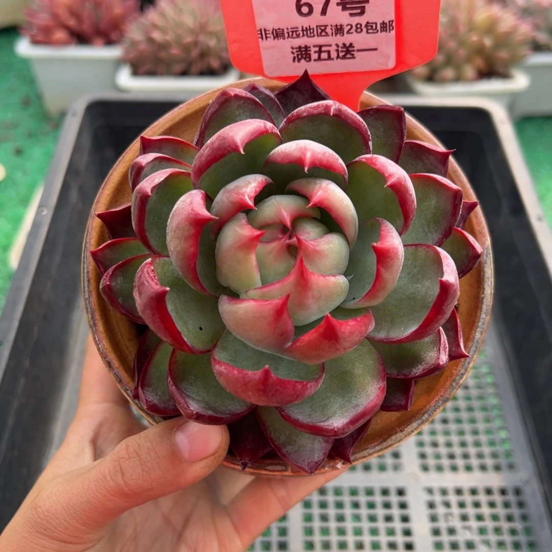 表妹精品多肉植物67.