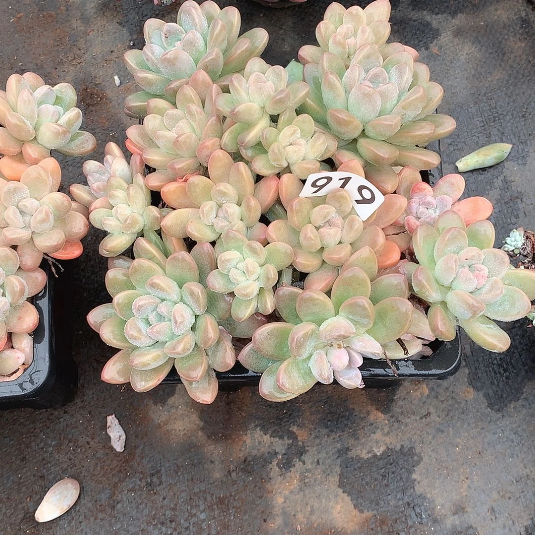 919香玉 一物一拍多肉