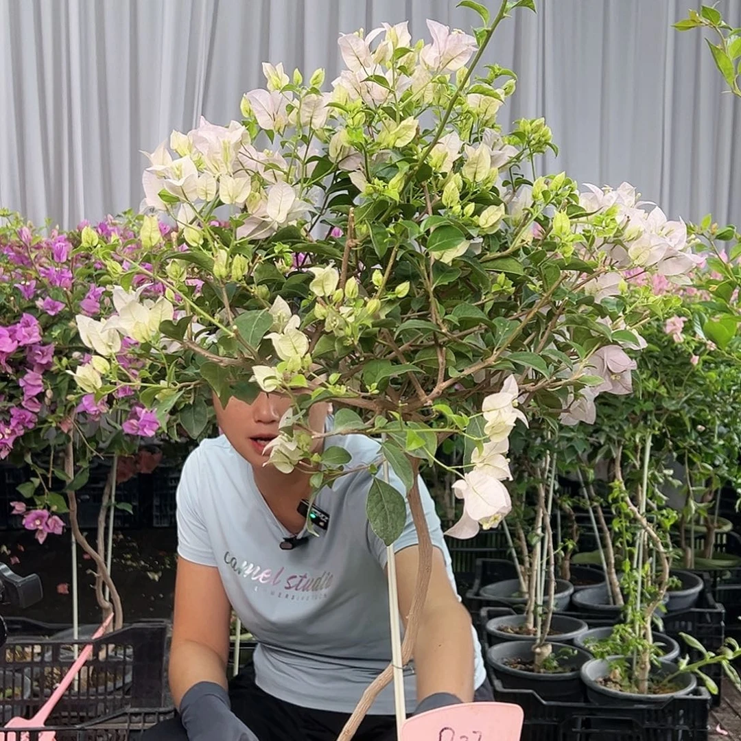 猫****当前无花栽培后可以开花B37苹果花