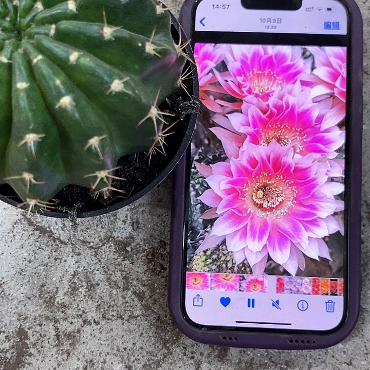 紫粉丽花仙人球，257990