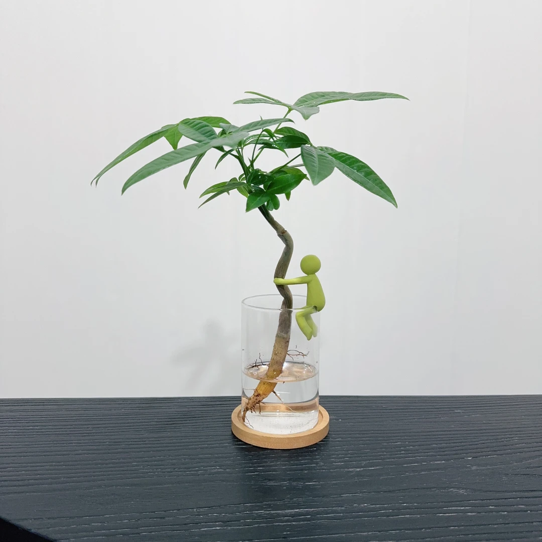 【抱住发财】水培发财树盆栽面办公室工位绿植摆件植物客厅招财