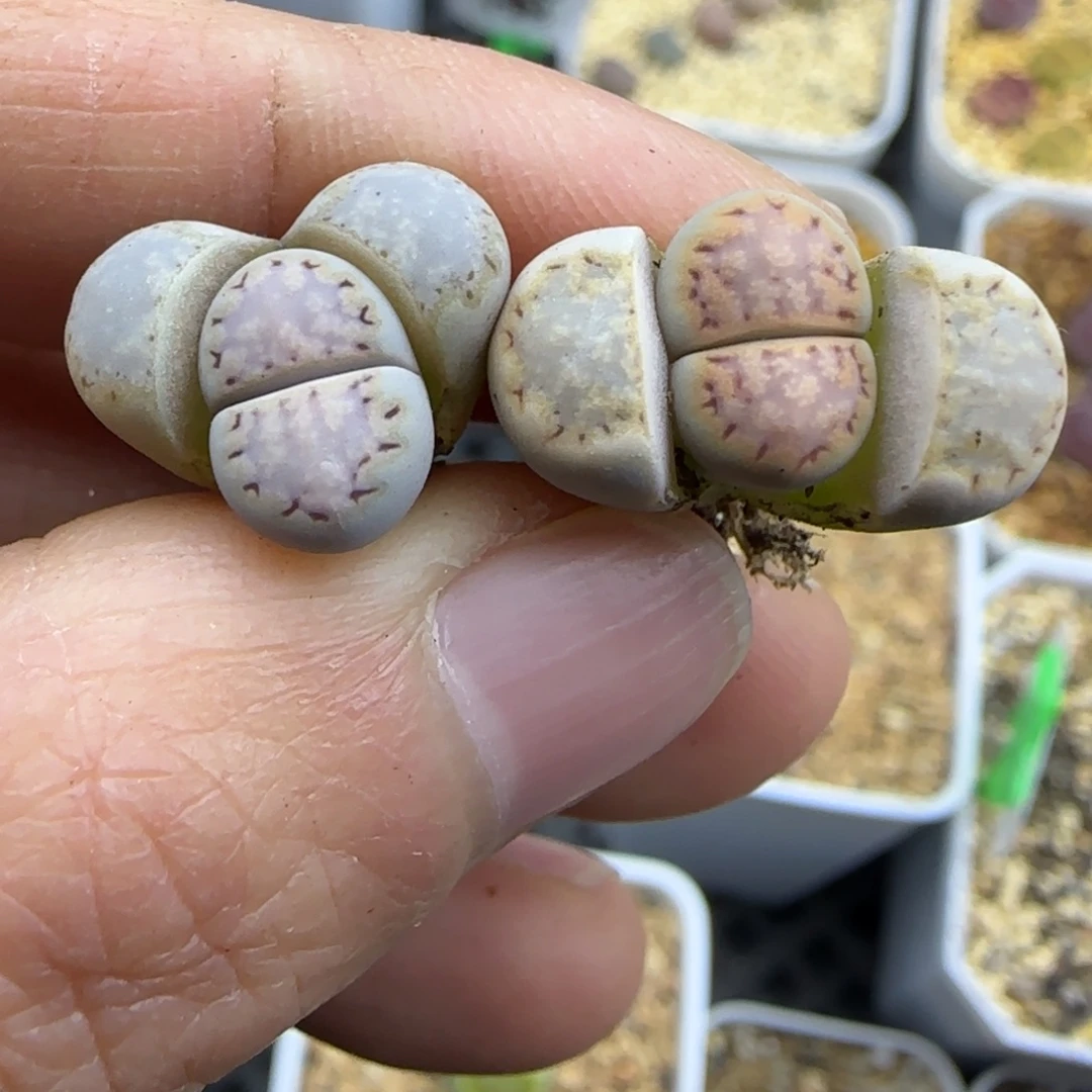 337福利一组饼干30包邮