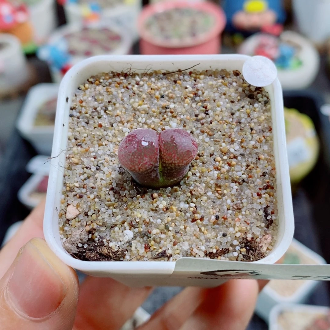 火****生石花花花花花花花花770