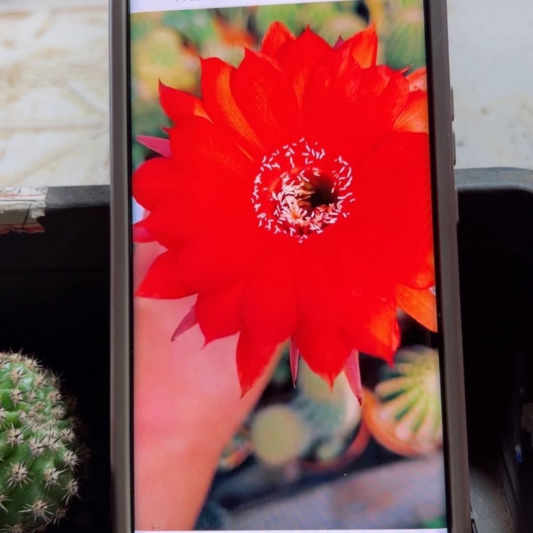 下54金刚14 歪无根侧芽4公分左右20包邮