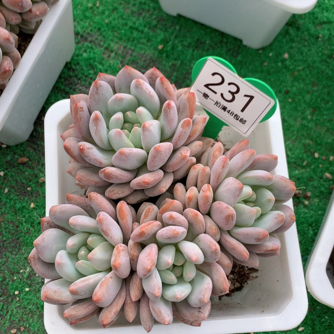半夏老桩无砍平头231