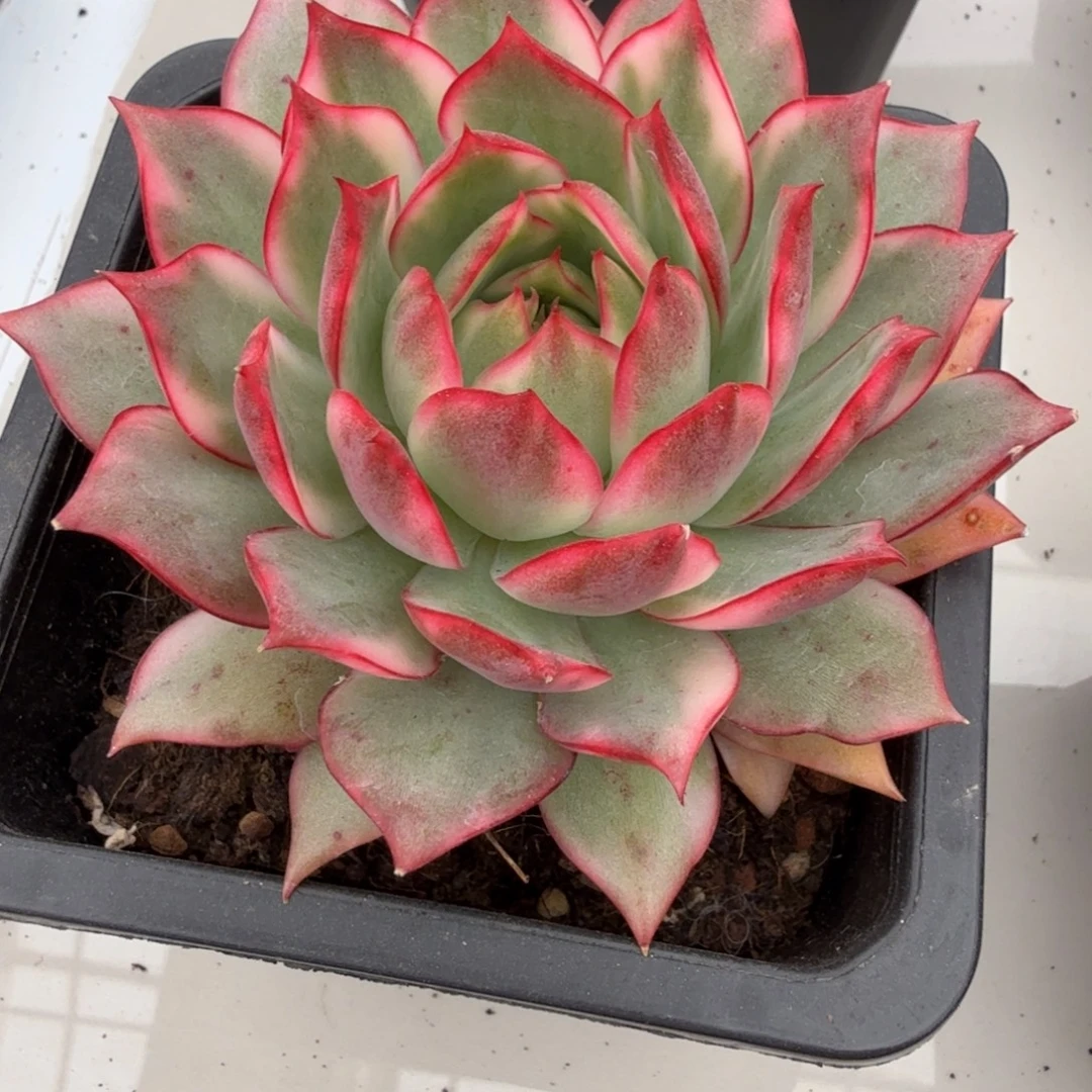 白锦宝莲灯 安吉园艺