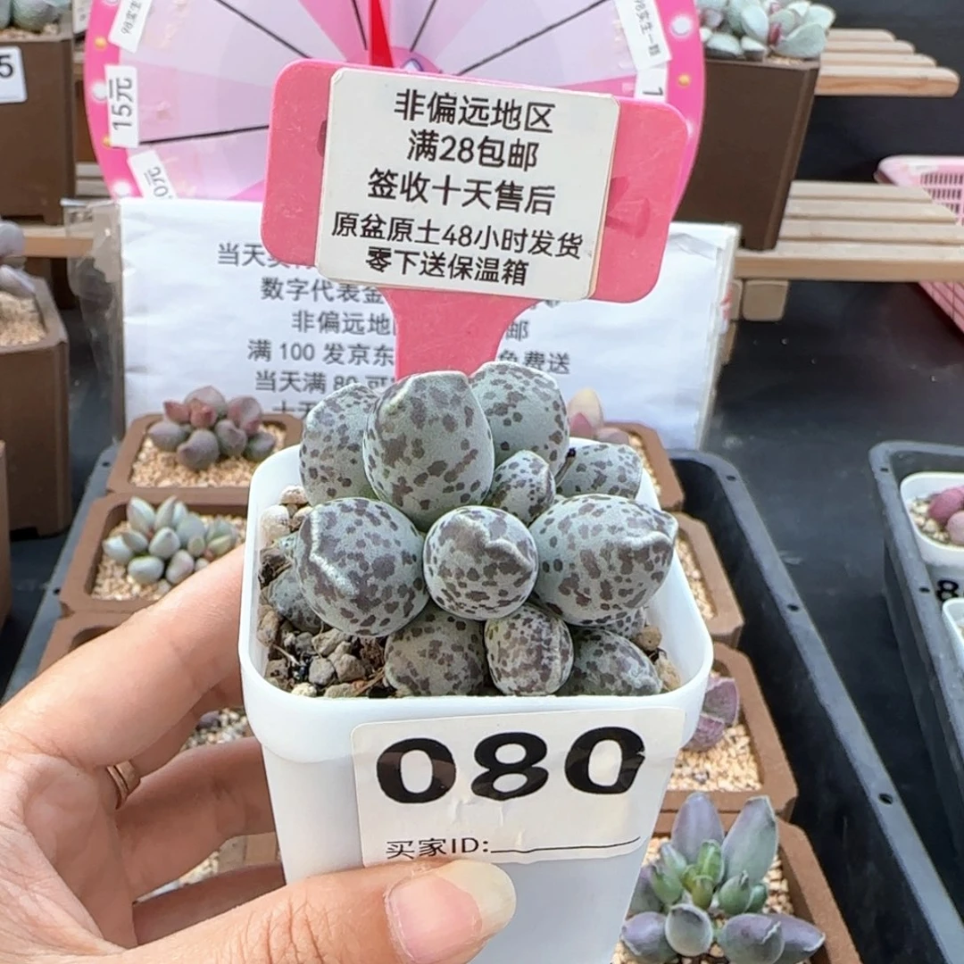 胭*080丸叶海豹多肉植物
