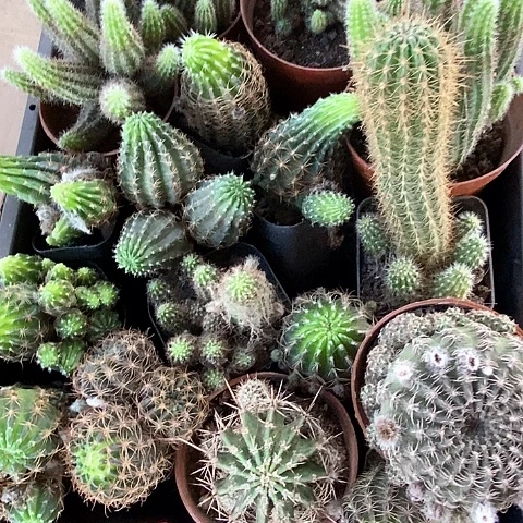 框2清仓瑕疵丑仙人球2467889