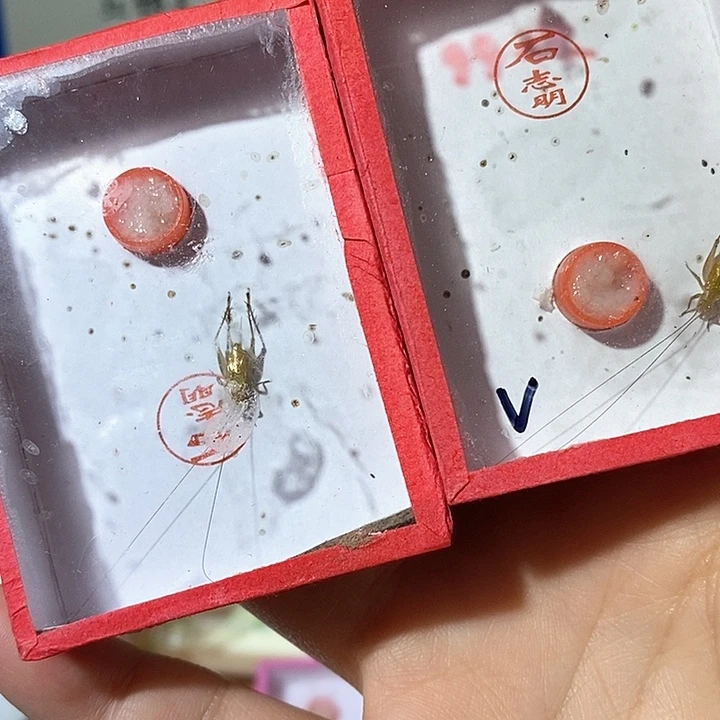 阿*石大黄2-z xu b b n