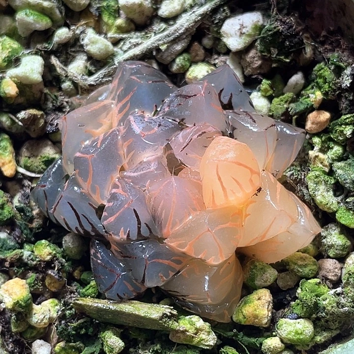598糊斑水中月锦特选福利