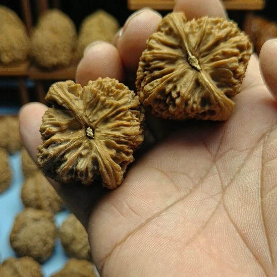 小***风完全开放南疆石核桃