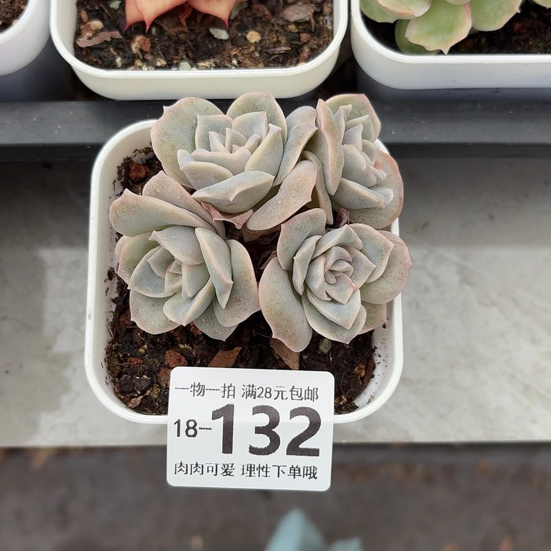 可爱玫瑰无盆土发货
