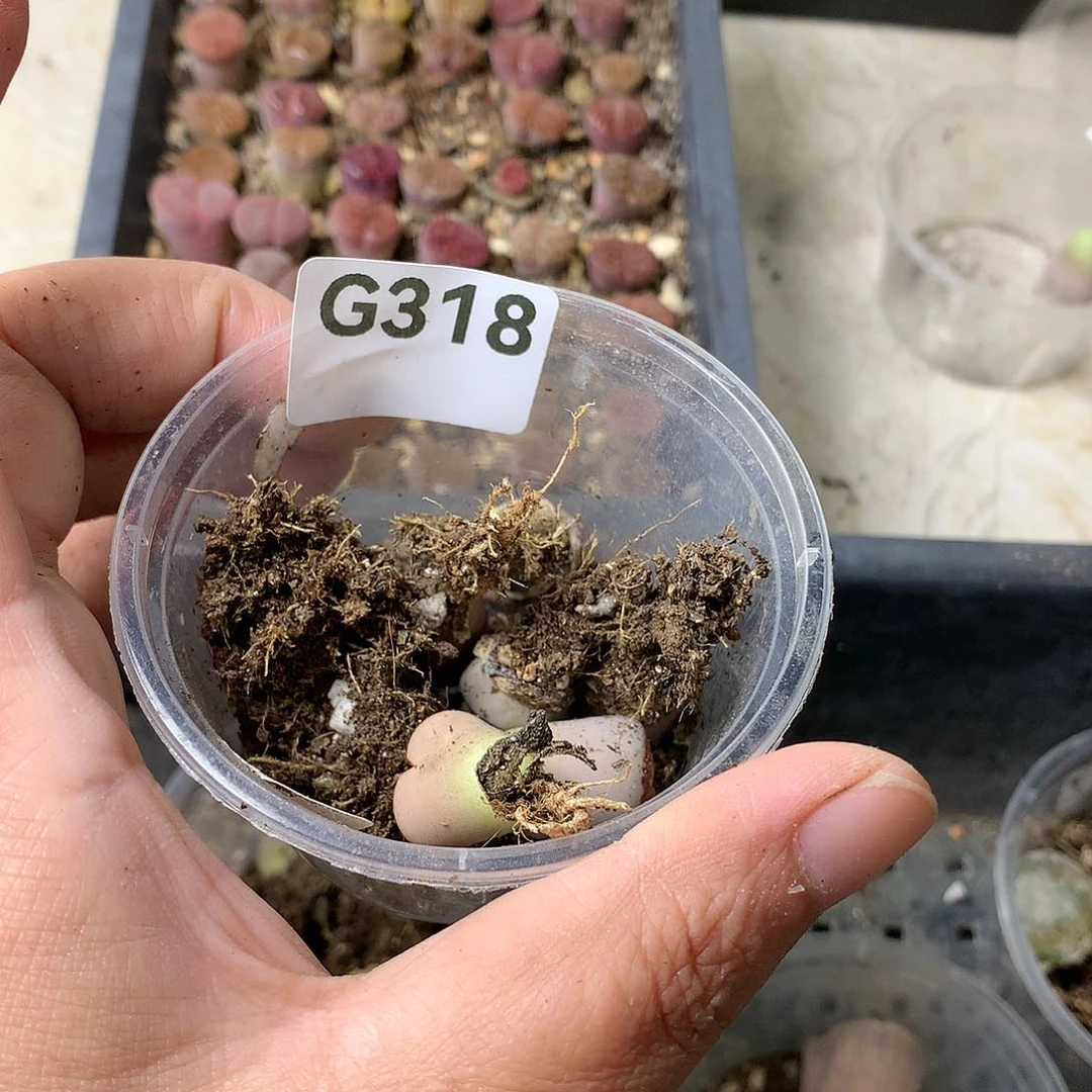 L****丶G318多肉植物保护