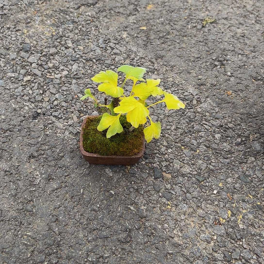 完全开放银杏盆景造型盆栽花卉