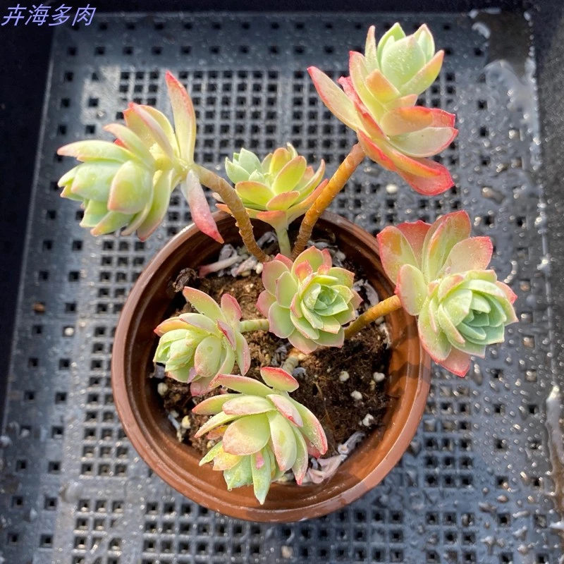 多肉植物薄化妆多群生易爆盆多肉老桩花卉盆栽绿植萌肉肉防辐射