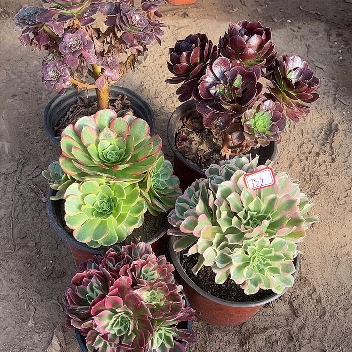 353多肉植物组合，