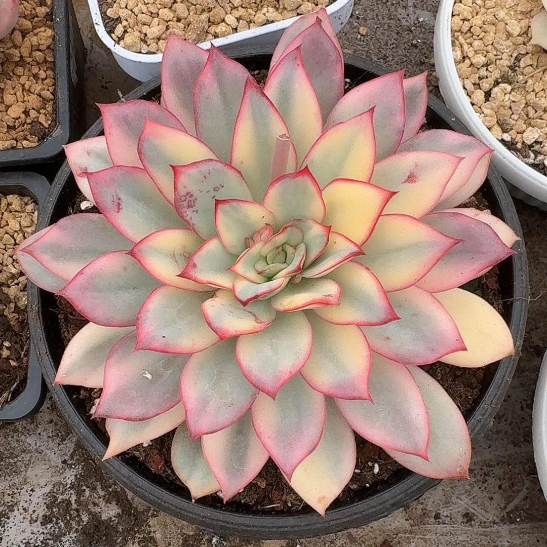 月光女神一物一拍好看