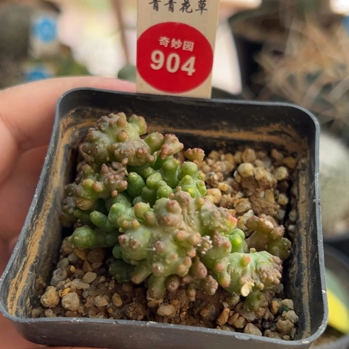 程程柱石化群一棵仙人球